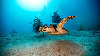 Cours niveau 1 EN LIGNE (E-LEARNING) Padi 3-4 octobre 2026
